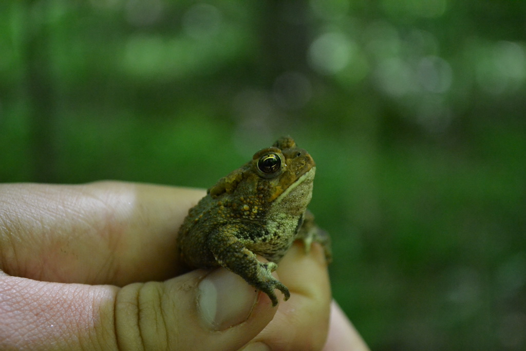 Featured image for “Bring on the Wildlife Biodiversity:  Tips & Resources for Forest Landowners”