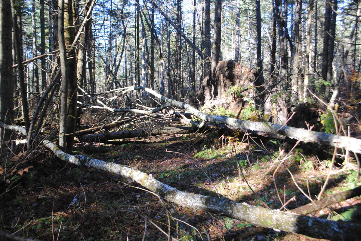 Featured image for “Walking a Timber Sale Boundary: Pondering the Differences”