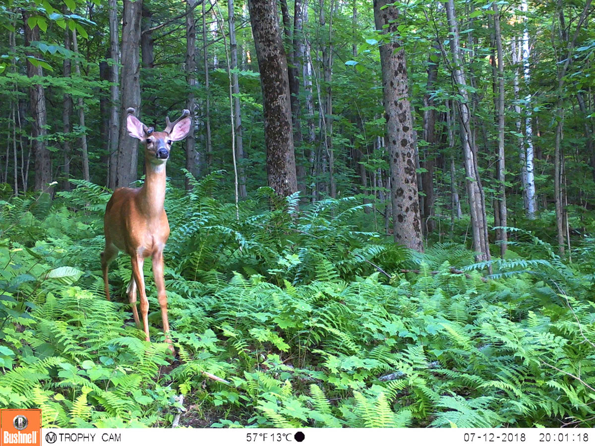 Featured image for “Wildlife Camera Reveals the Eyes of the Forest”