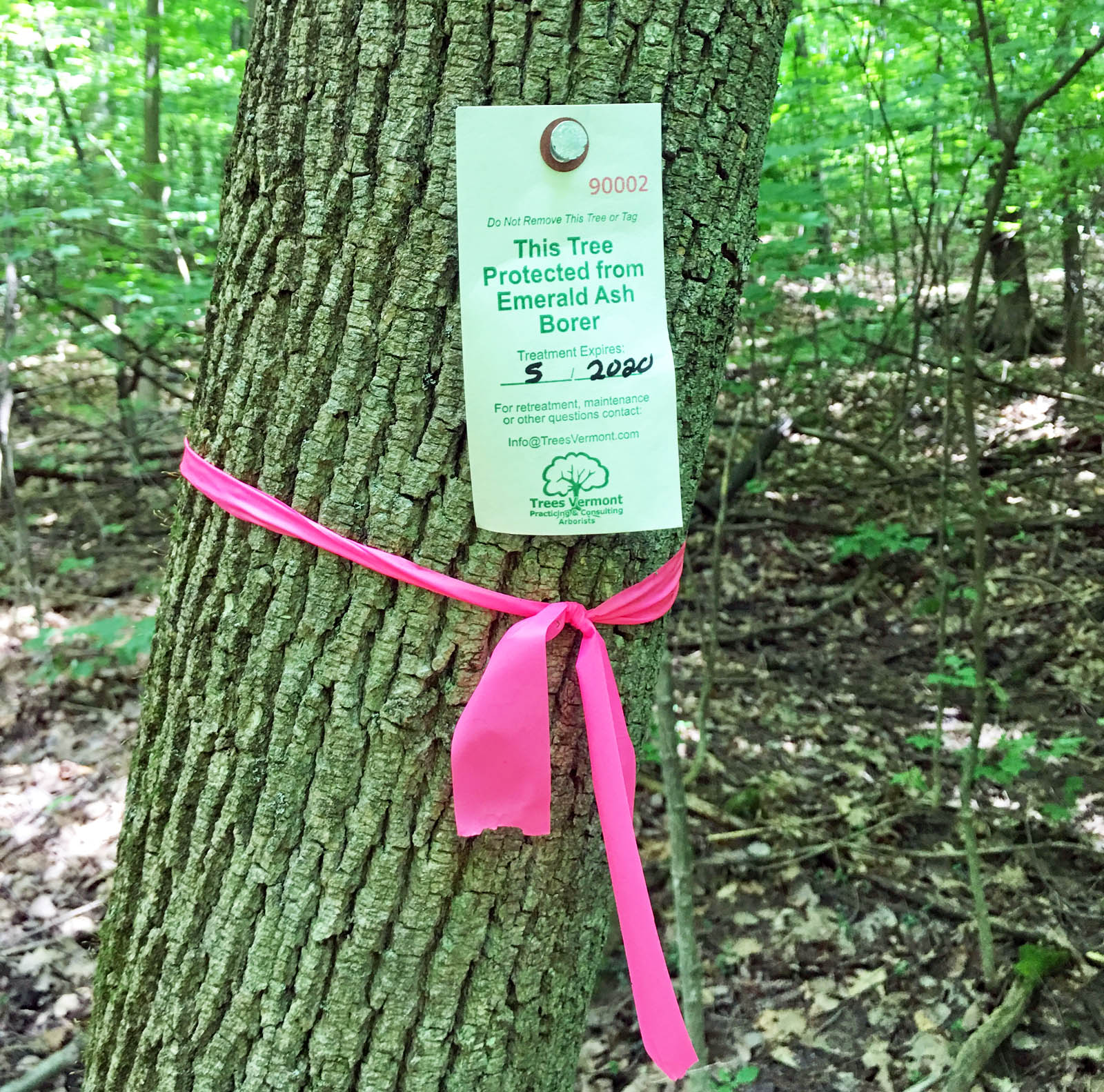 Featured image for “Taking Action for Ash Trees: Organic Inoculation”