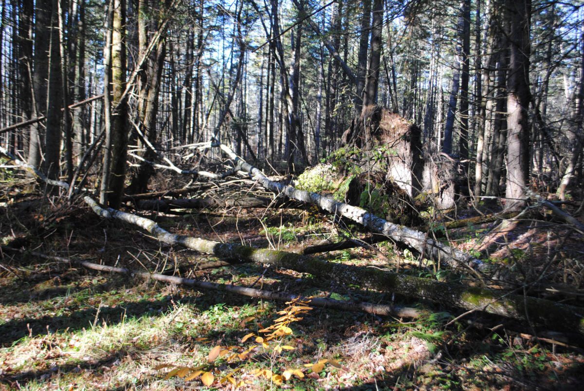 wild forest with many fallen trees