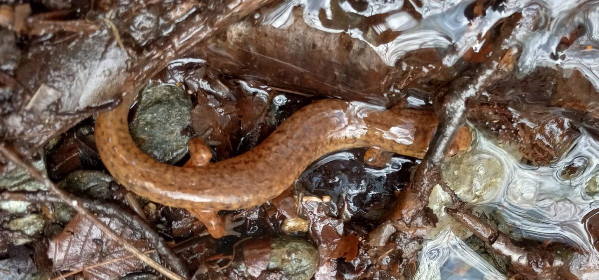 Spring salamander in water