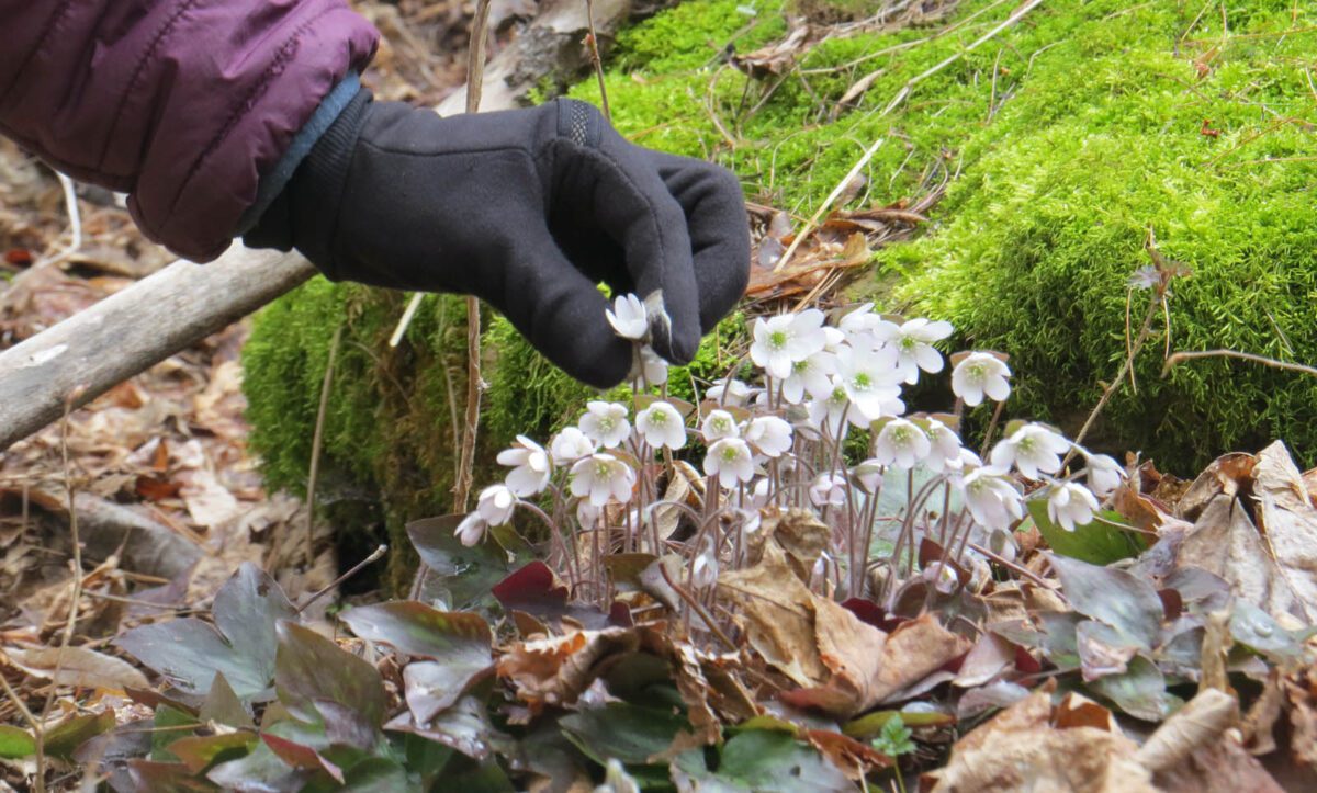 Gloved hand picks a hepatica flower in the forest