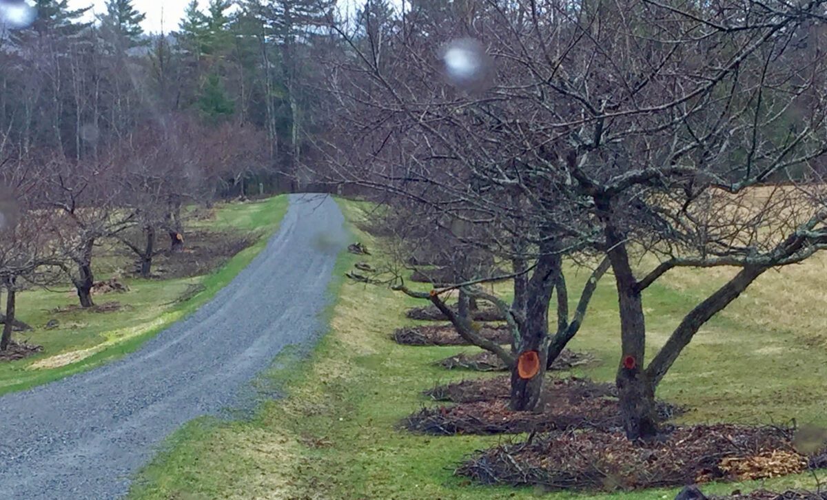 Wells Farm driveway, lined with apple trees.