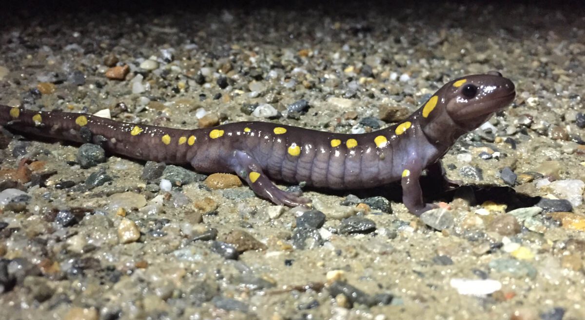 spotted salamander on gravel road