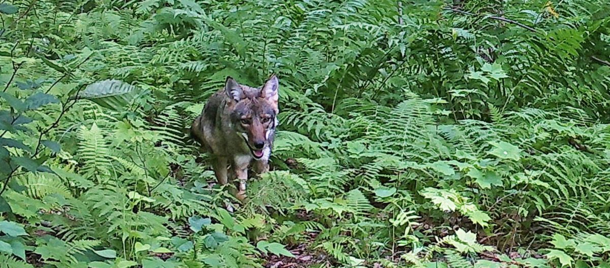 Coyote photographed by remote wildlife camera at VFF's Wells Farm.