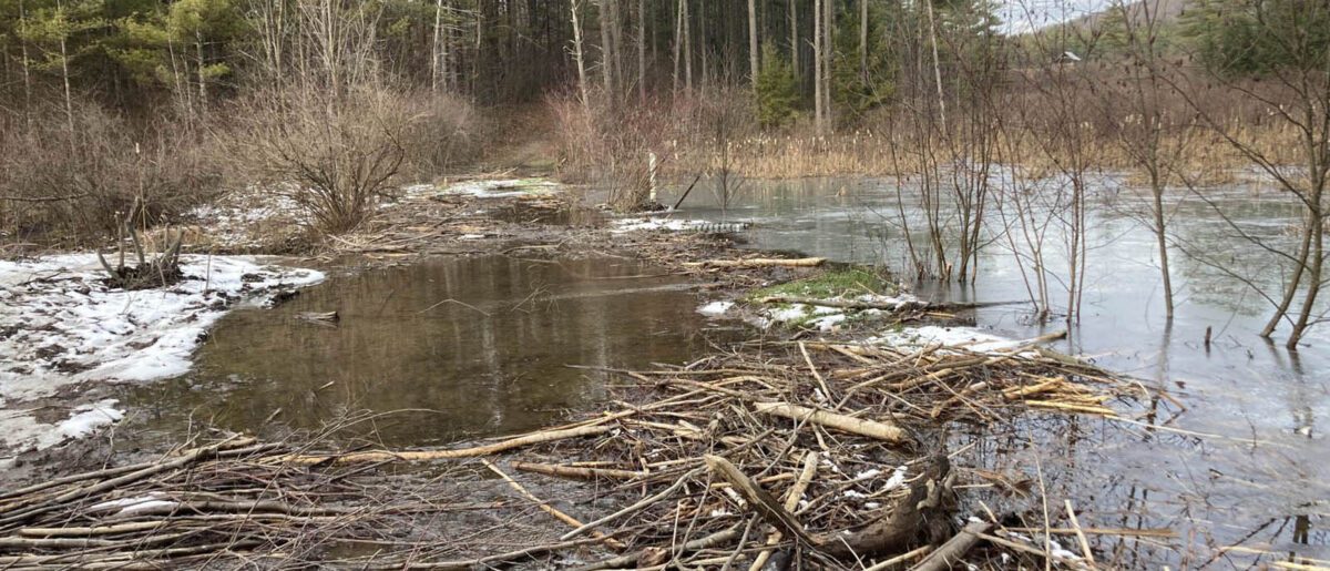 Beaver dam floods main trail at the Lands of the Watershed Center.