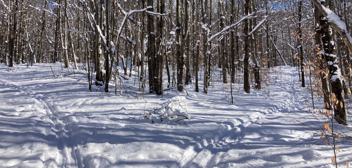 On Vermont Family Forests' forestland known as Abraham's Knees, careful handiwork creates lines of grace.