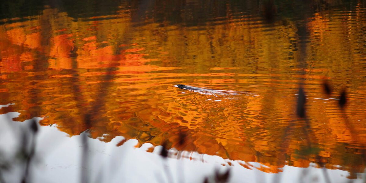 A beaver swims across Norton Brook Reservoir at The Lands of the Watershed Center, Bristol.