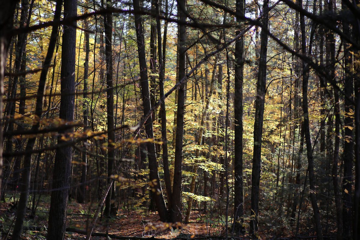 Sunlit forest scene.
