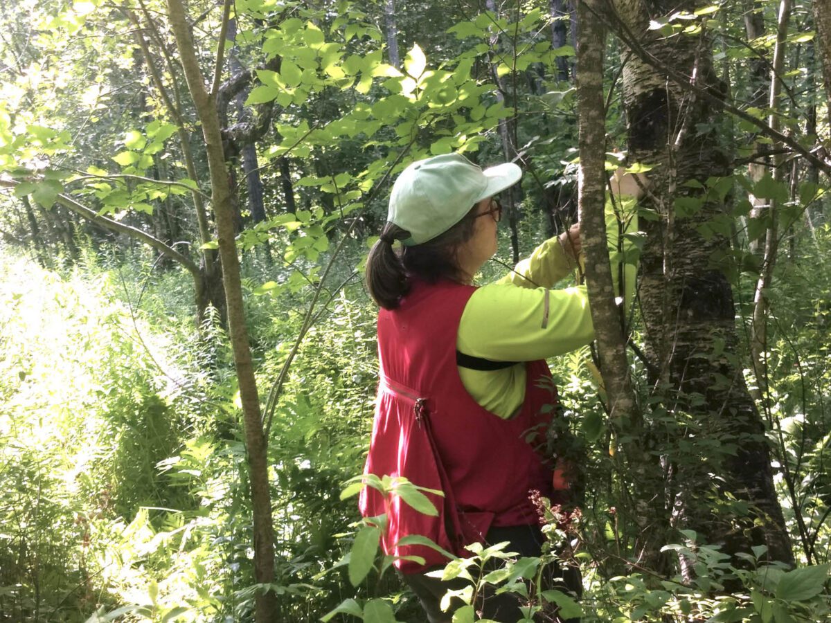 Vermont Family Forests' conservation forester, Kathleen Stutzman, ties plastic flagging to a tree at a long term ecological monitoring site.