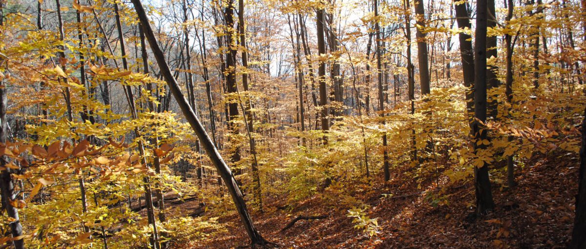 Autumn forest, filled with golden leaves.