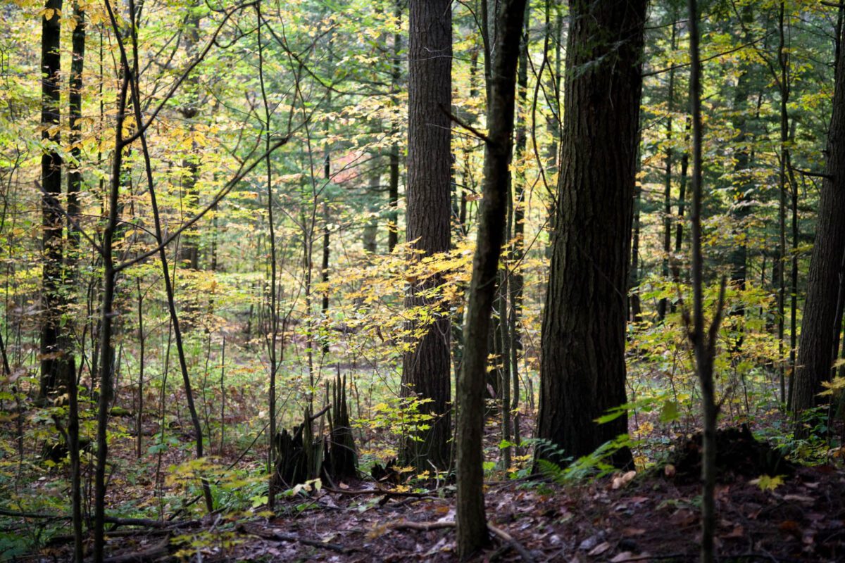 Autumn gold leaves in forest.
