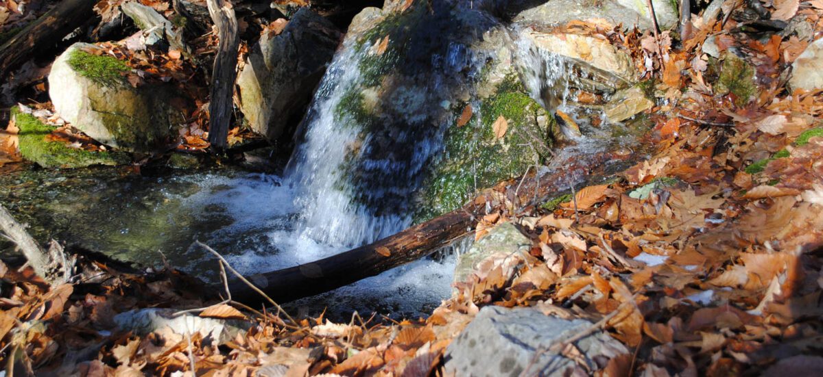 Clean, clear water is the premier forest product.
