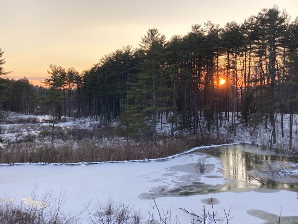 Beaver pond in the foreground, in front of a row of white pines, behind which the sun is setting.