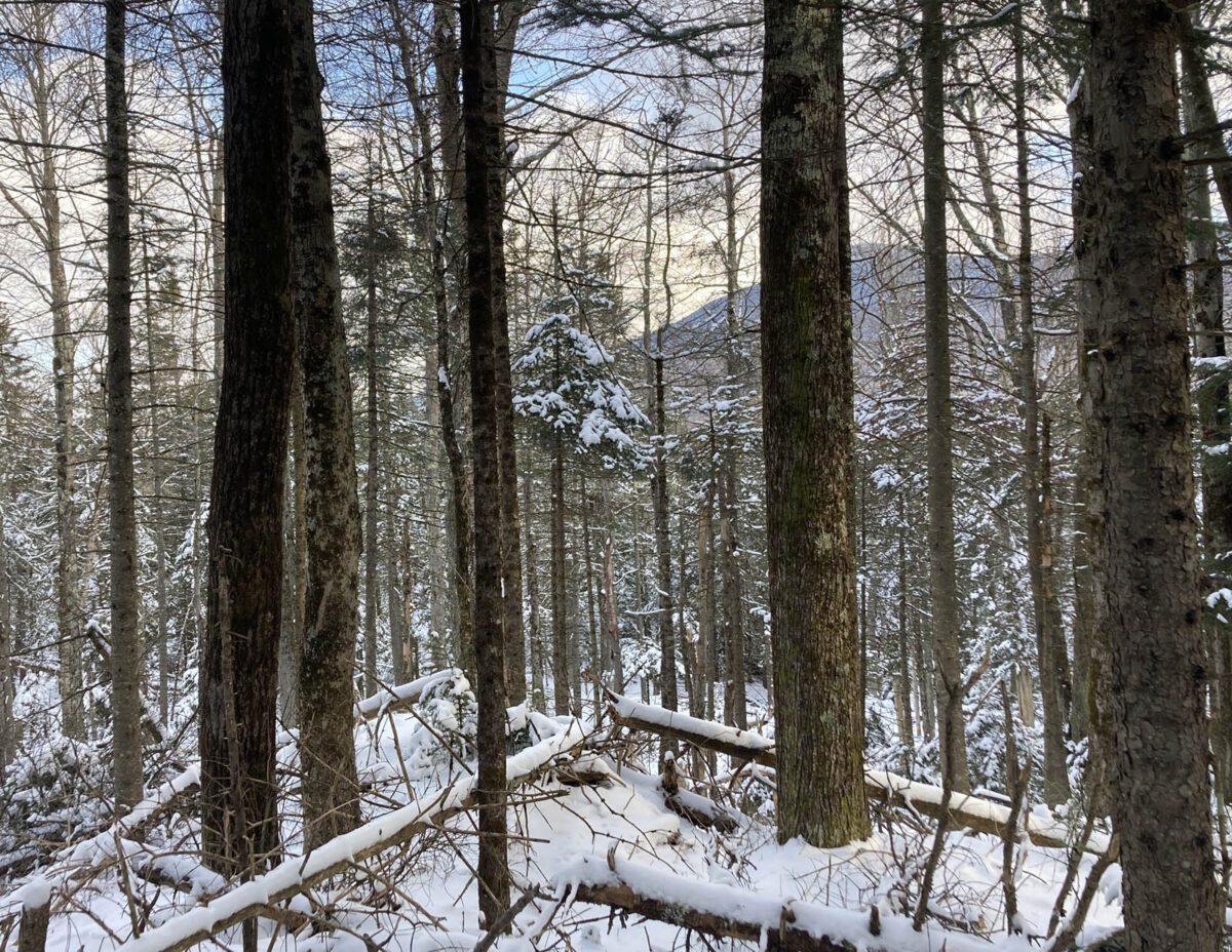 Wild forest in Lincoln, Vermont.