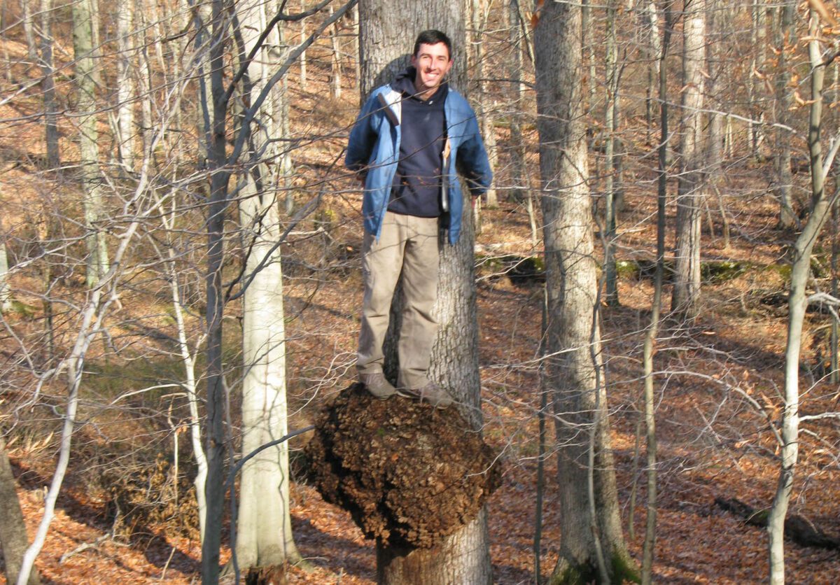 VFF's new forester Ralph Tursini stands atop a massive burl.