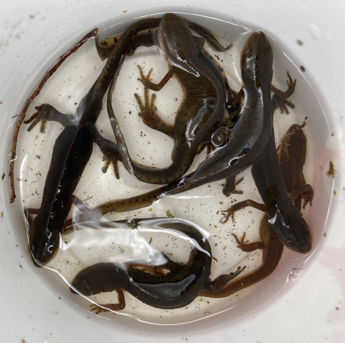 Many eastern newts in the bottom of a white plastic container, partly submerged in water.