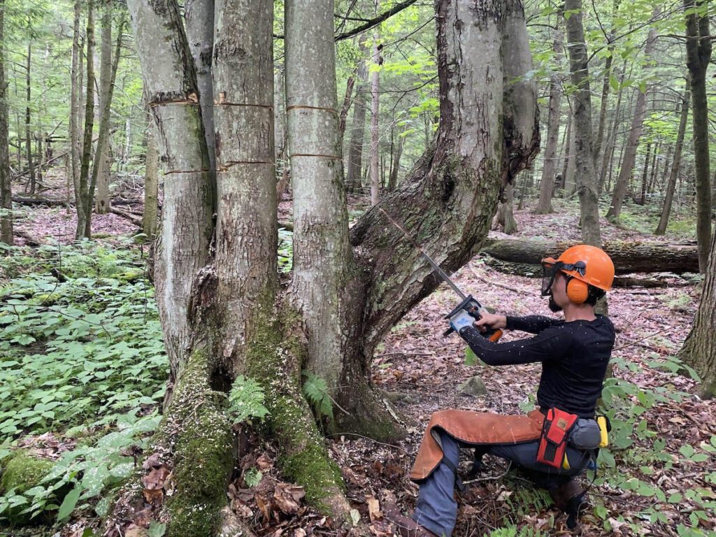 Man wearing chainsaw helmet and chaps holds chainsaw against one of the trunks of a multi-stemmed red maple.