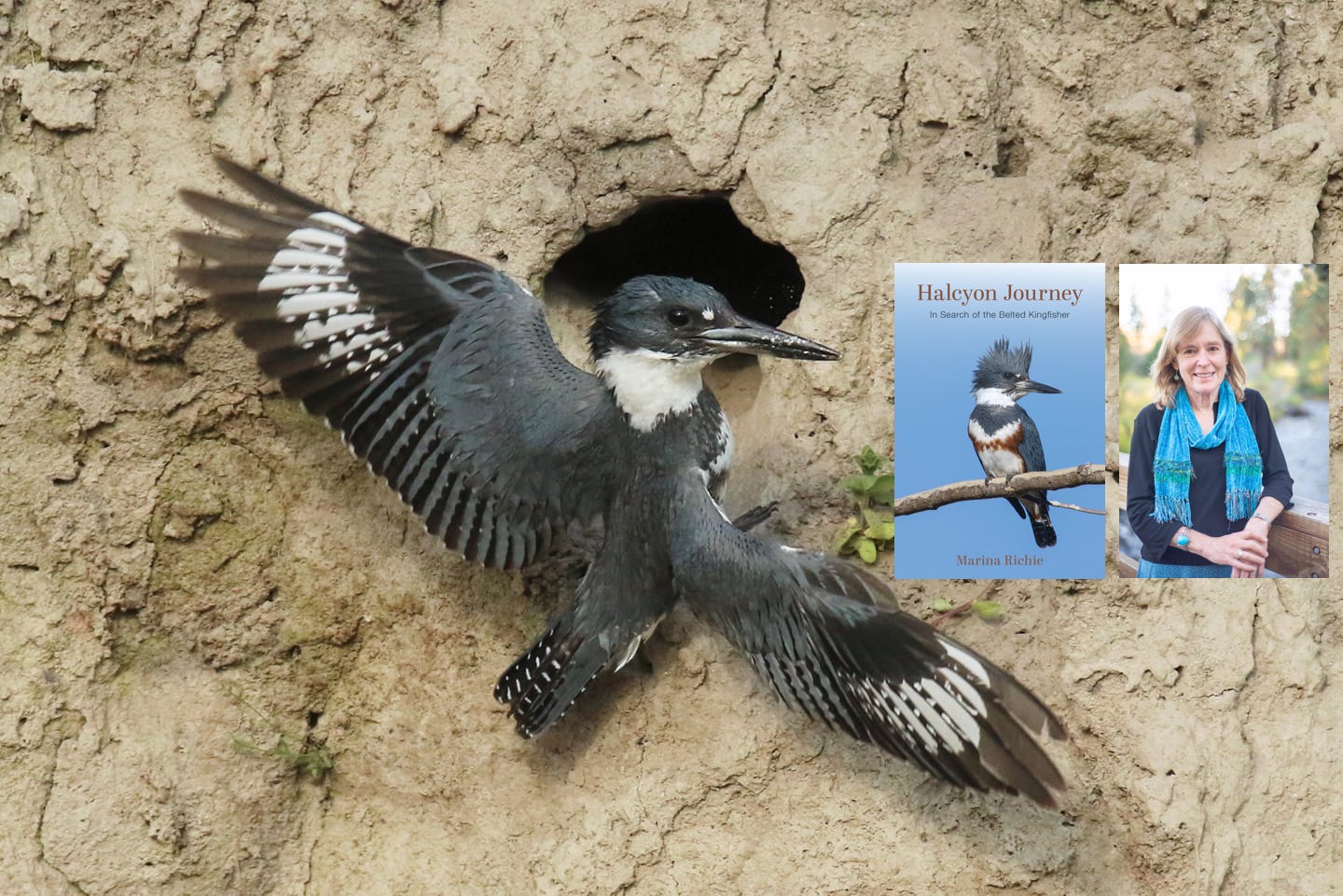Featured image for “Celebrate Kingfishers with visiting author Marina Richie”