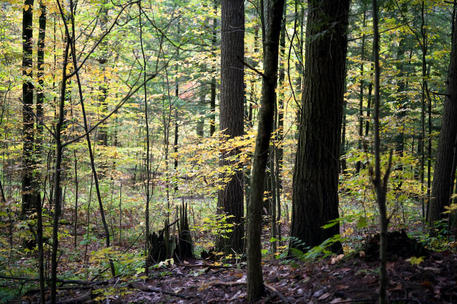 Featured image for “Reserve Forestland Category added to Current Use Program”