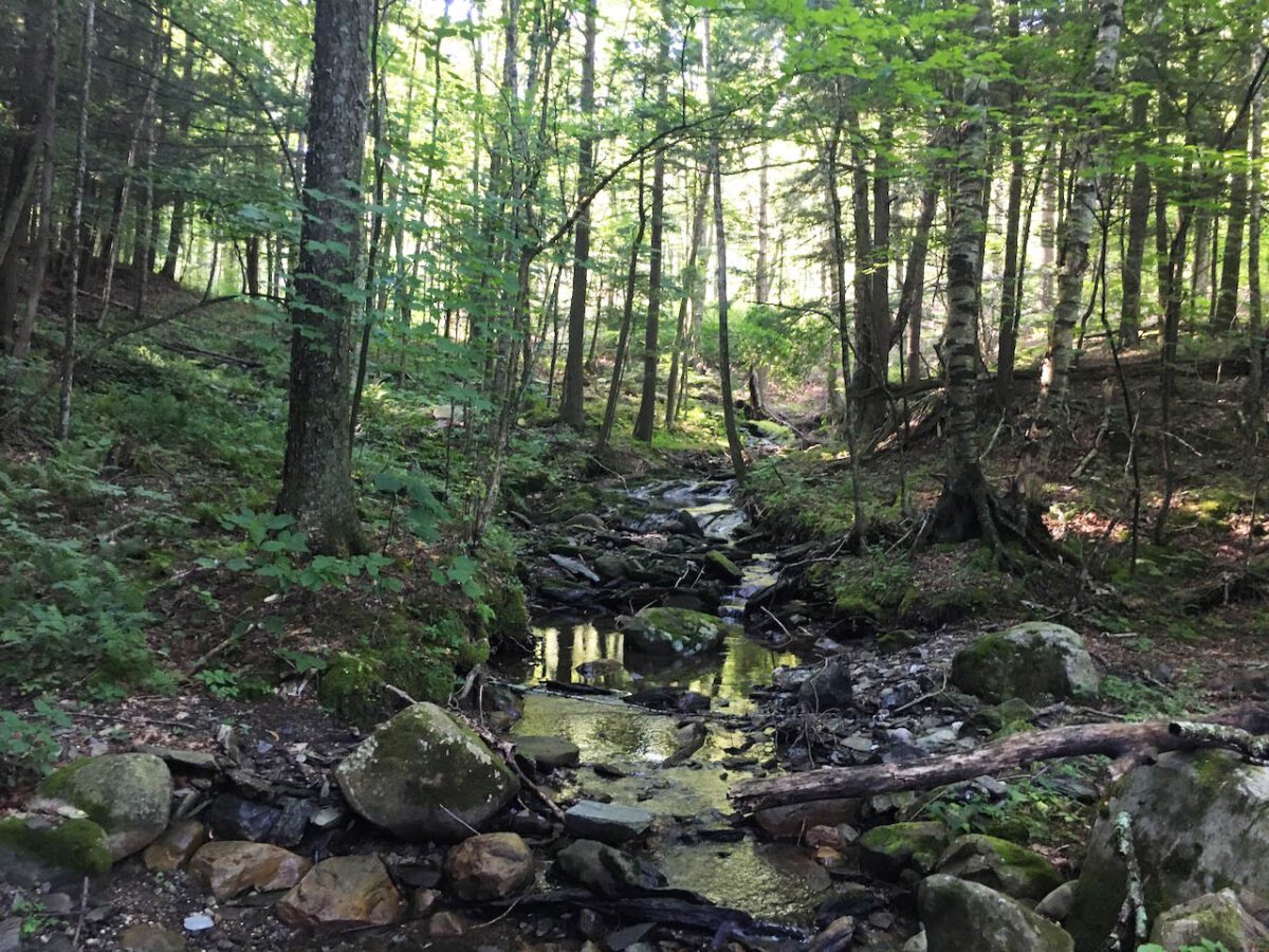 Image of stream through the woods