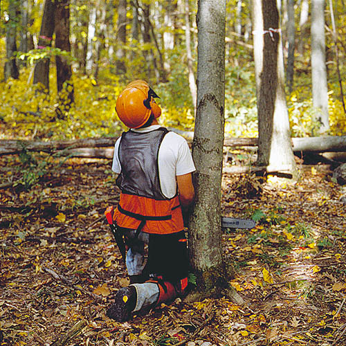 man wearing orange helmet holds chainsaw and looks up the trunk of a standing tree.