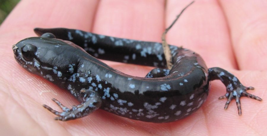 Spotted salamander. Photo: Amy Alfieri