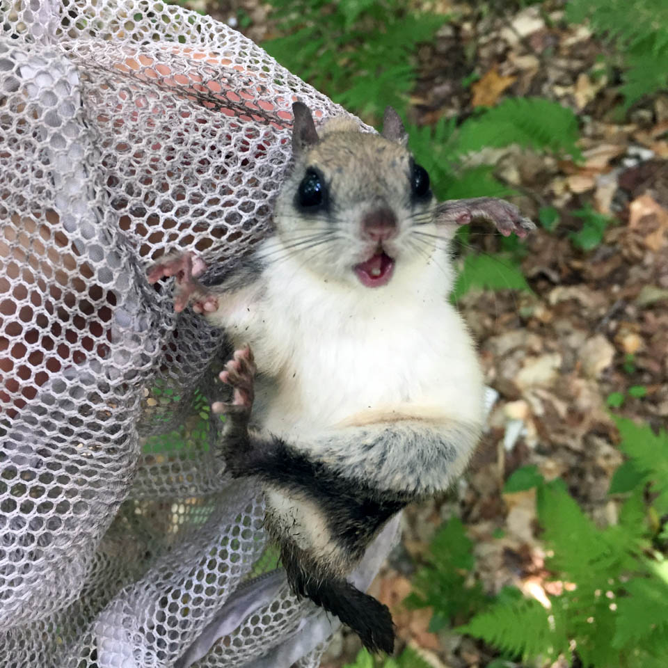 Flying squirrel, held by the scruff of the neck by someone's hand.