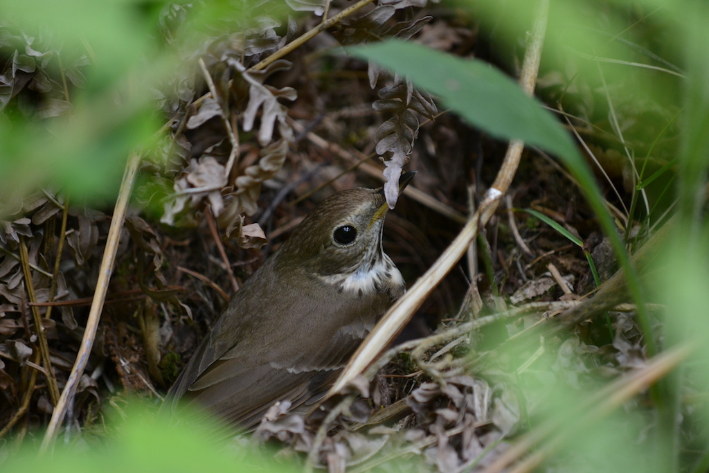 Hermit Thrush on the ground in the wood thicket