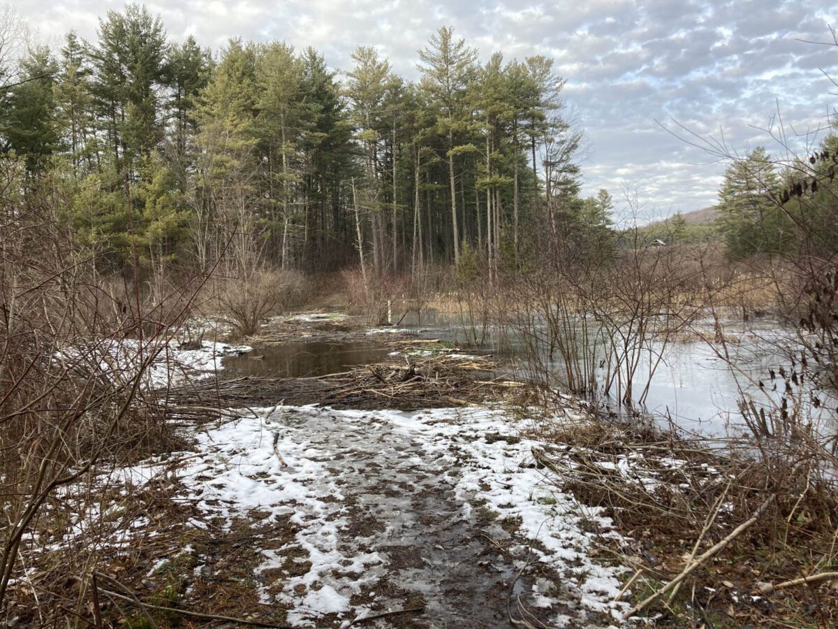 Co-thriving With Beavers | Vermont Family Forests