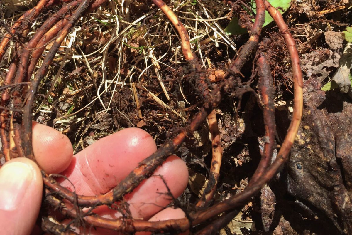Coil of red spruce rootlets held in hand.