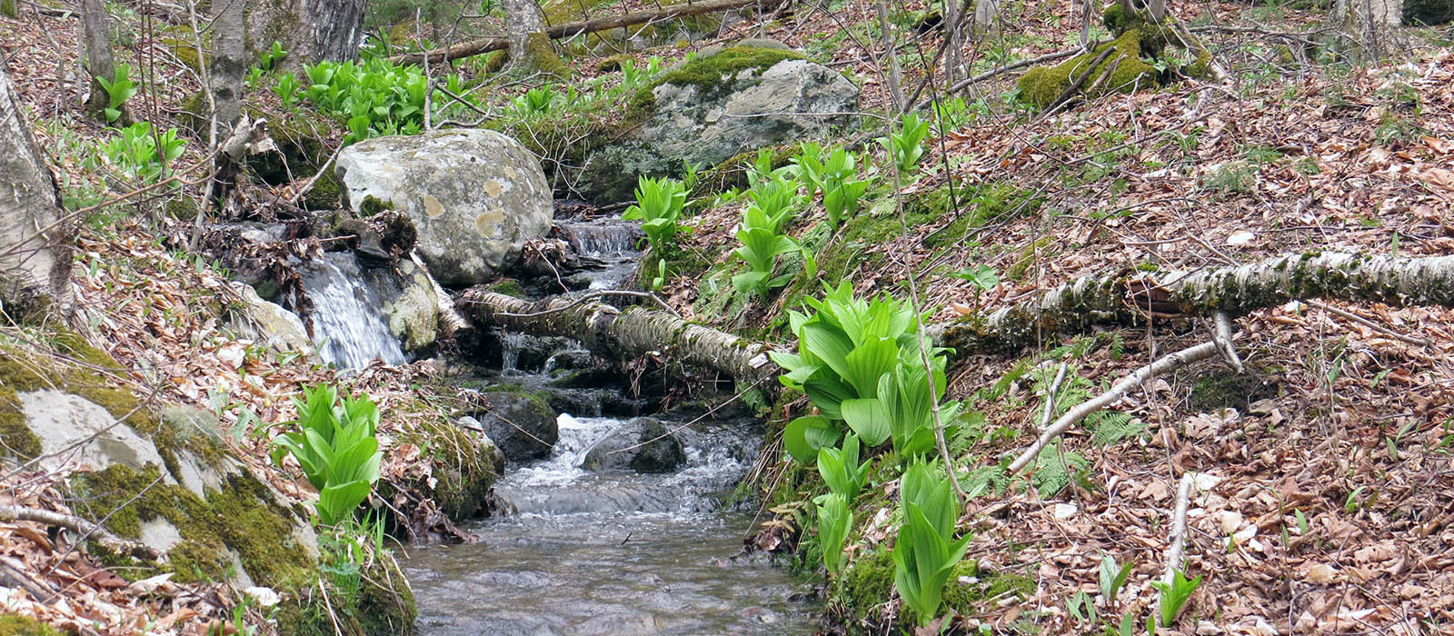 Featured image for “Applied Forest Ecosystem Conservation”