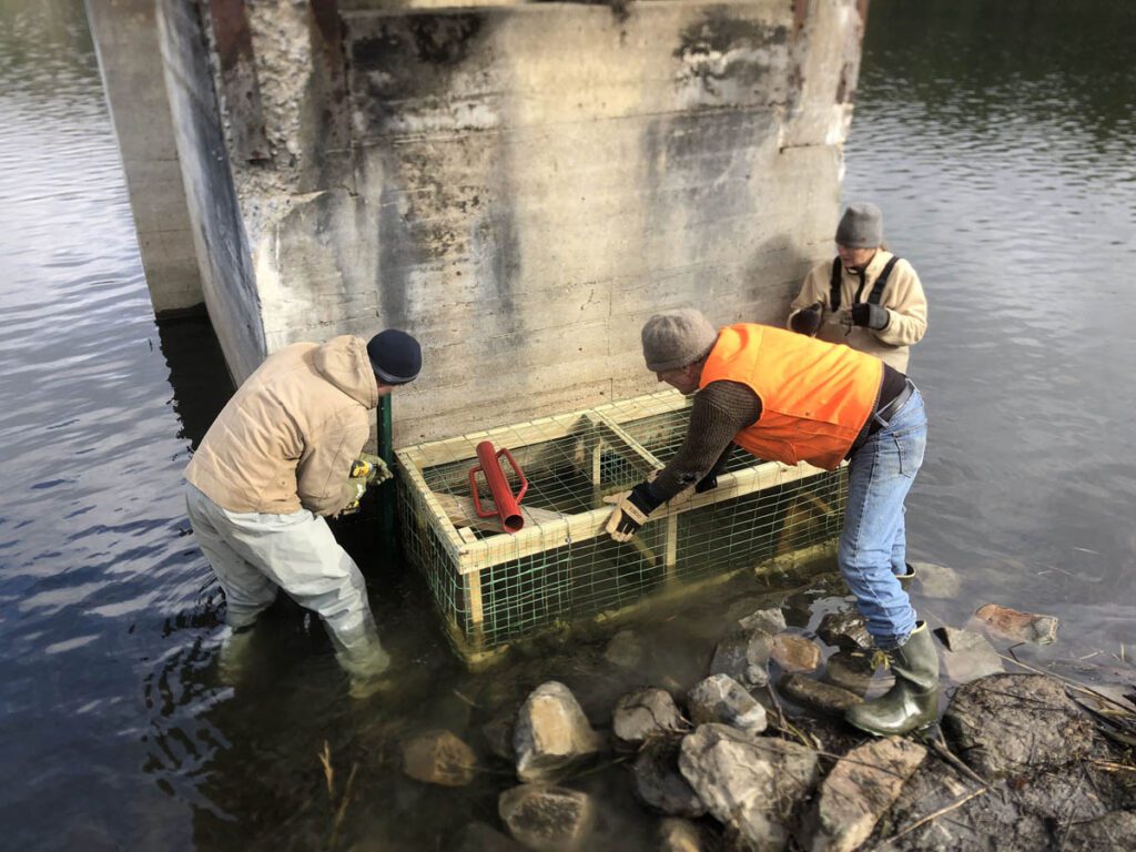 Three people in water, working on wooden box by concrete foundation.
