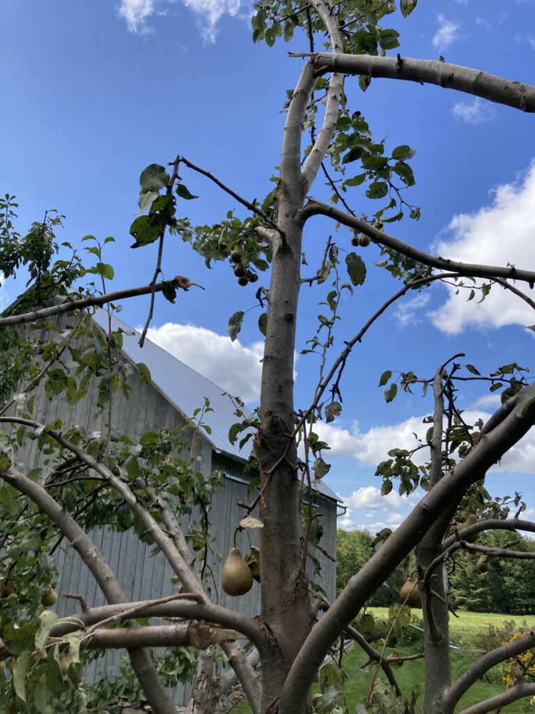 Pear tree with broken branches.