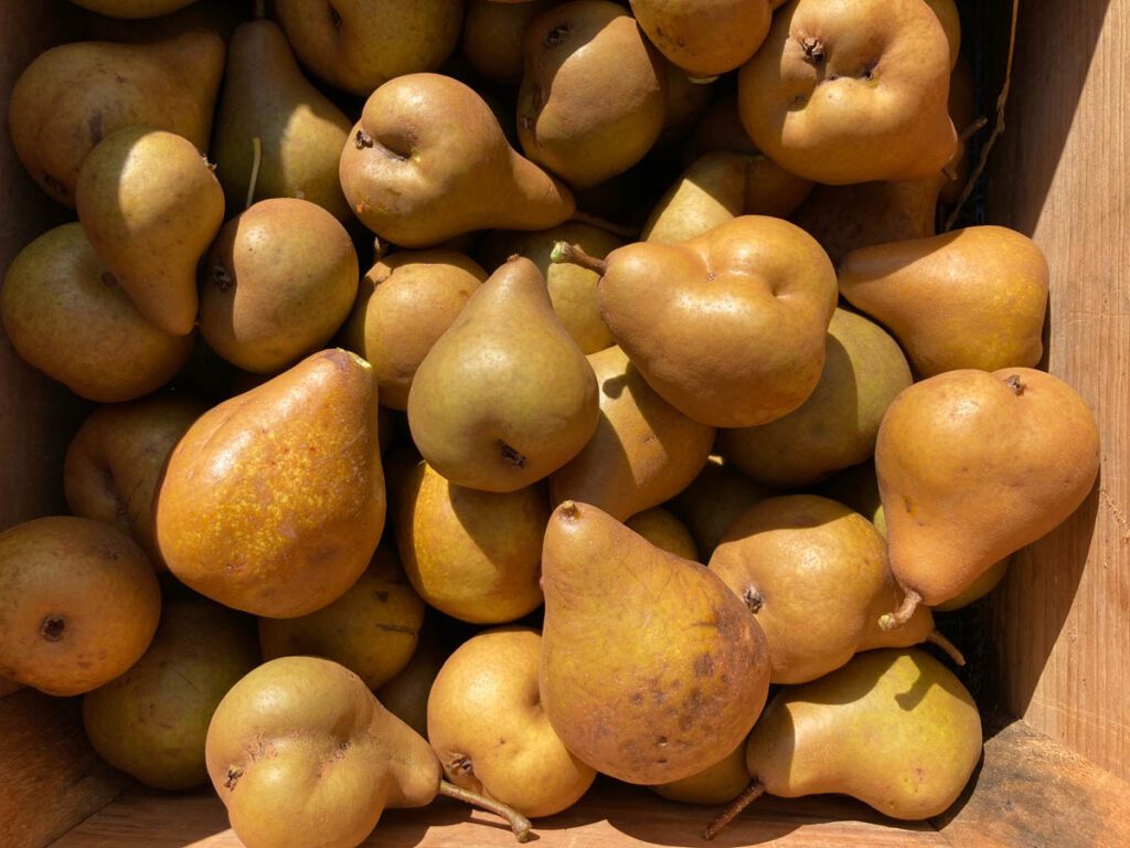 golden pears.
