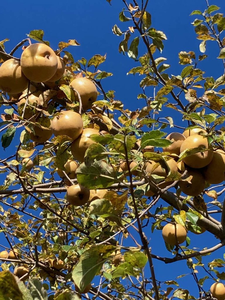 yellow apples on branch
