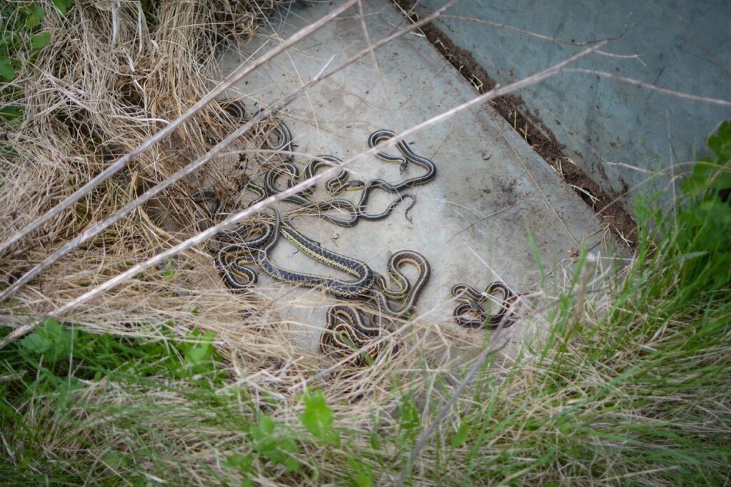 snakes on slate rock
