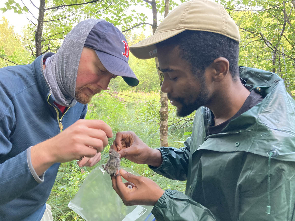 Featured image for “Into the Forest: Monitoring Small Mammals for the Colby Hill Ecological Project”