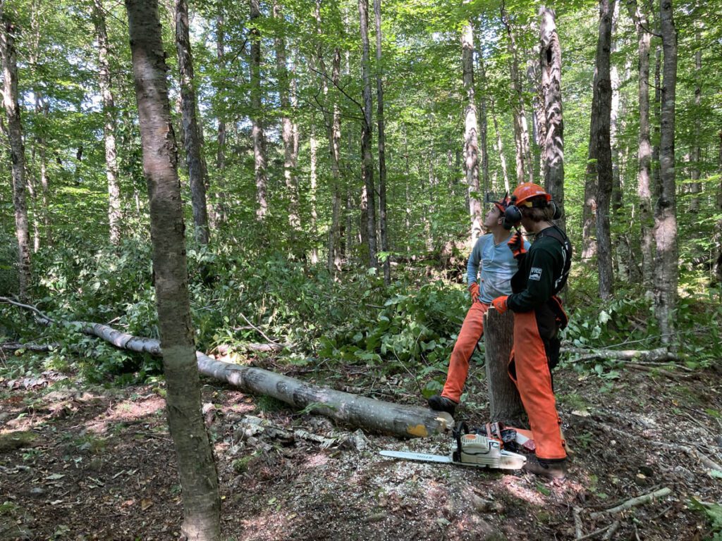 Two Vermont Youth Conservation Corps members stand beside a tree they've just felled in the forest.