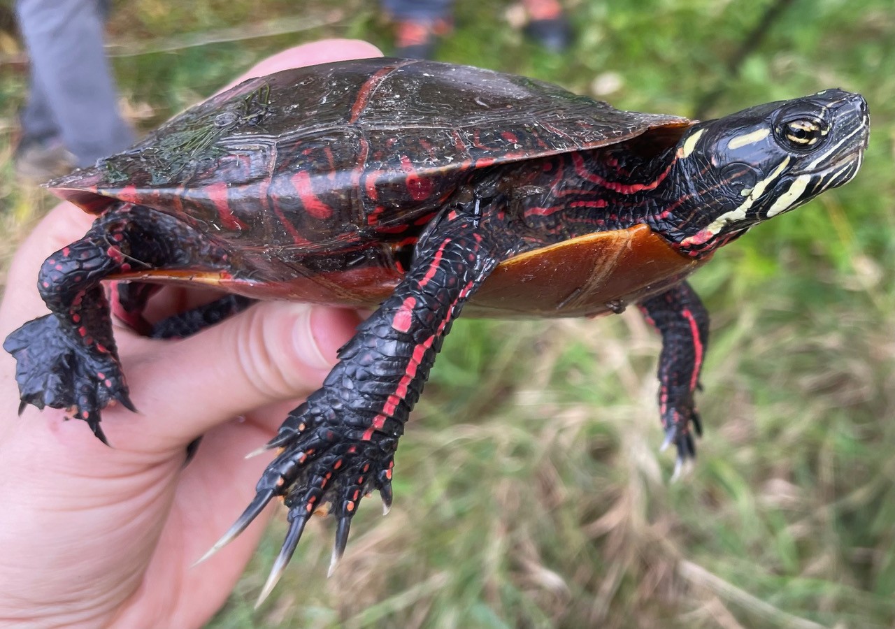 Featured image for “Wildlife and Roads—VTrans Training Comes to TWC”