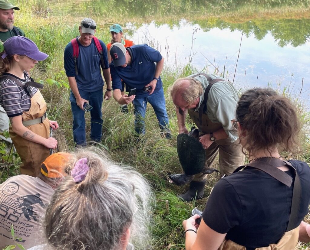 Researcher holds snapping turtle as group of adult students looks on.