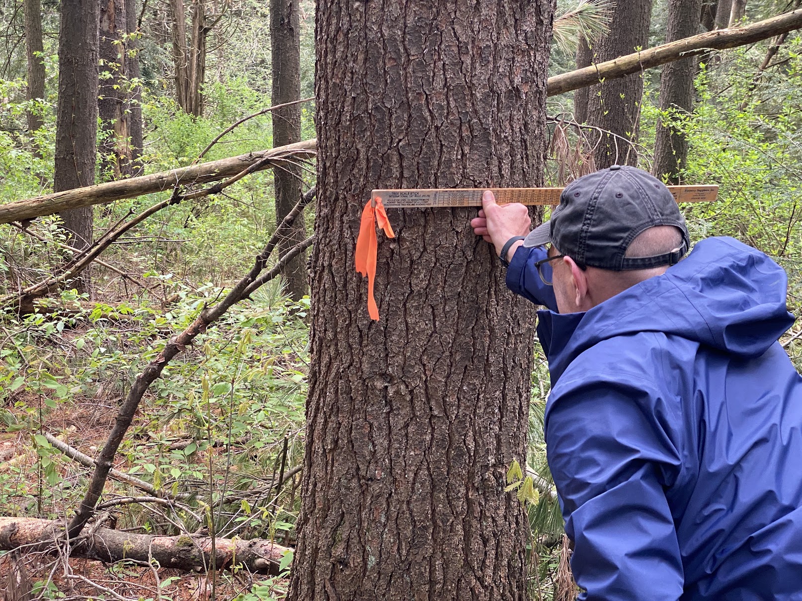 Featured image for “Family Forest Conservationist Training, Spring 2026”