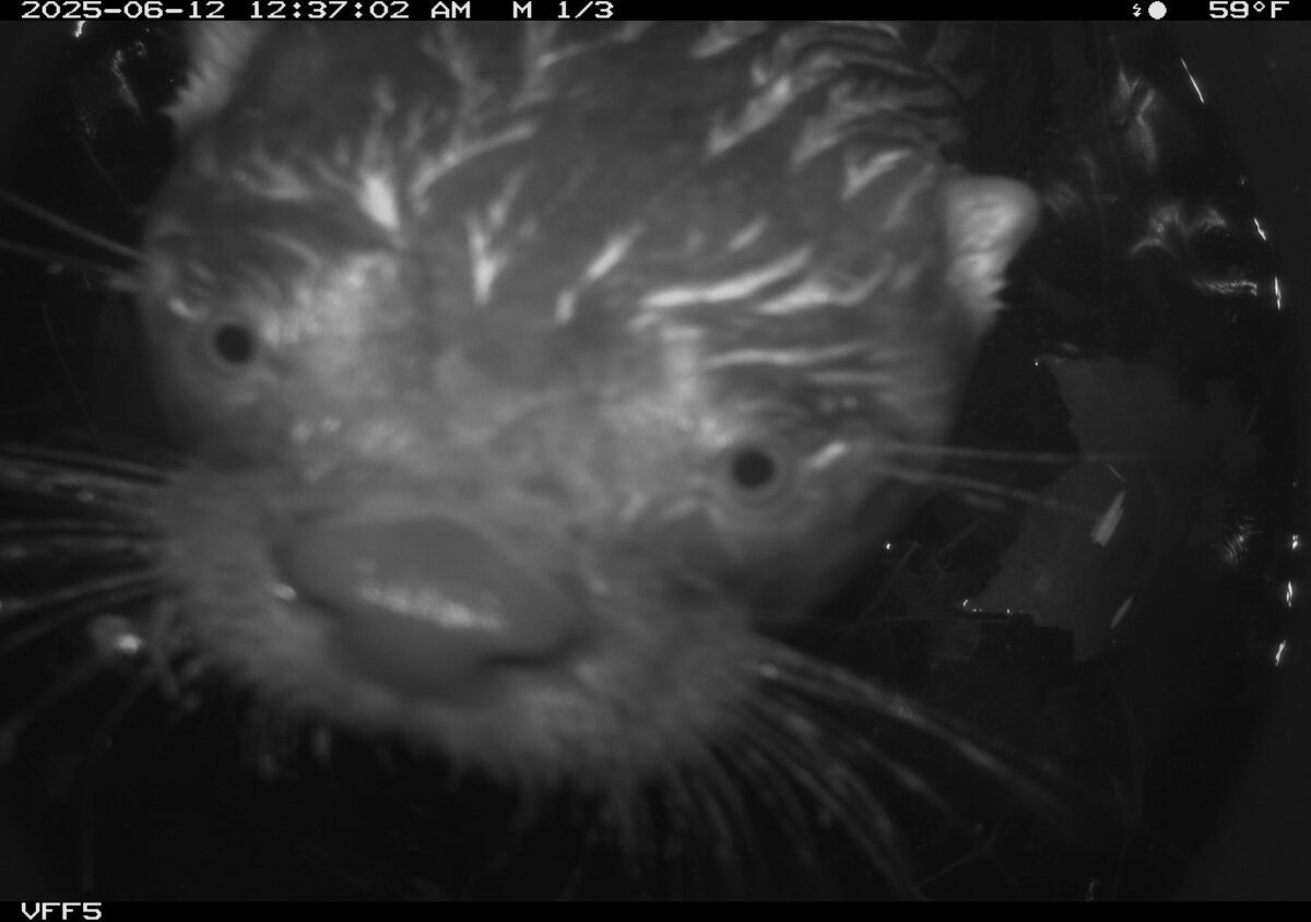 river otter face
