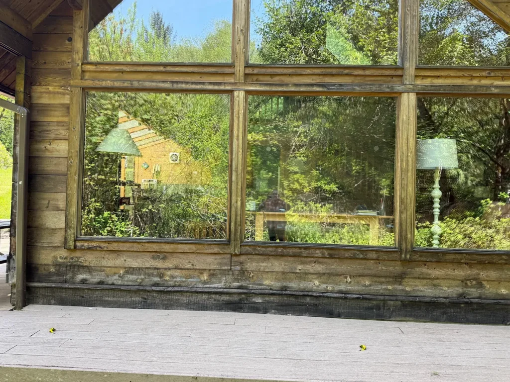Two birds lie stunned outside a house's picture windows after colliding with the glass.