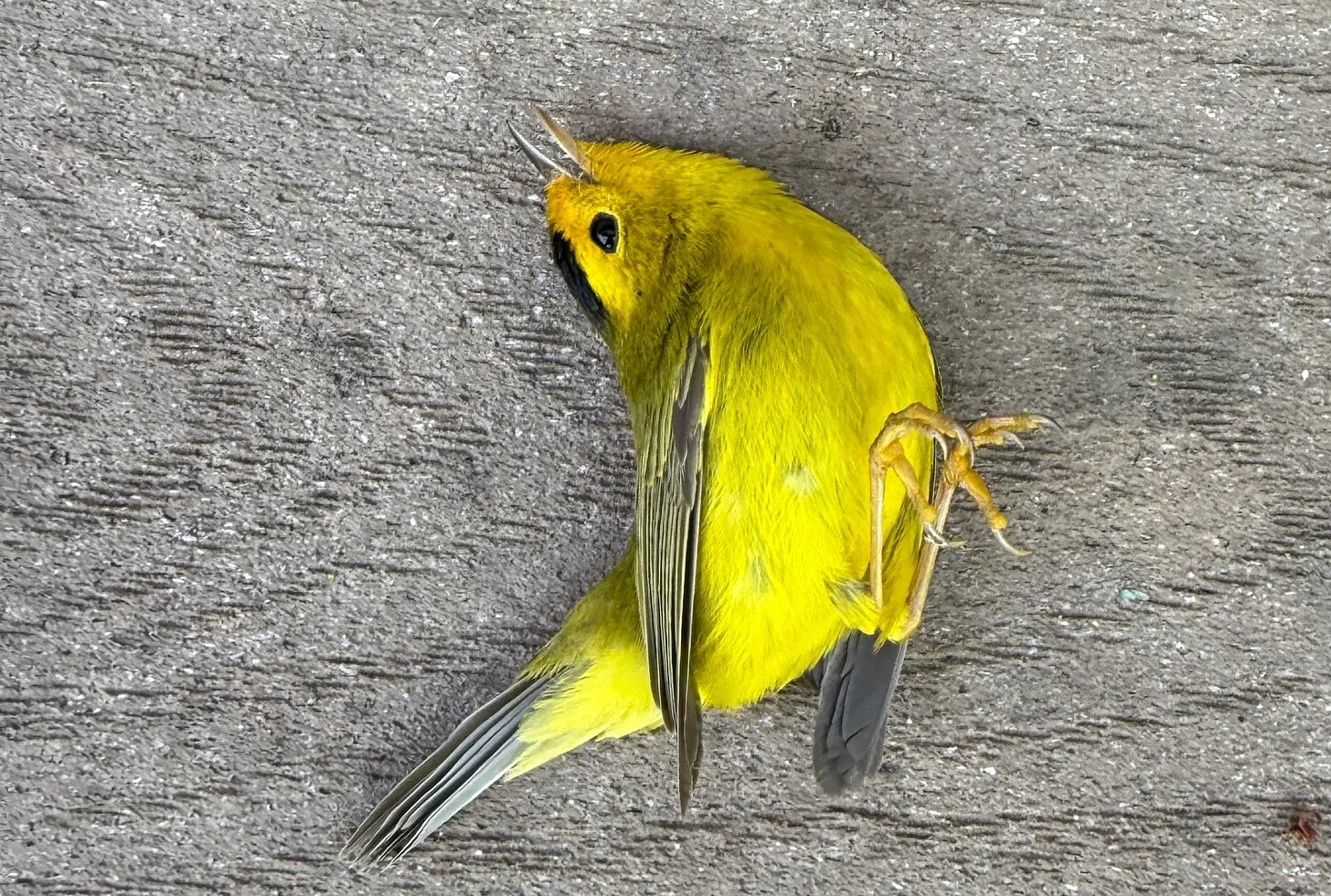 Featured image for “Protecting Forest Birds at Home”